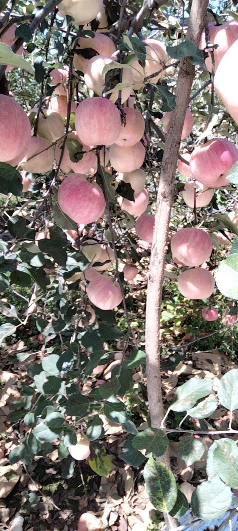 陕西省咸阳地区礼泉附近纸袋红富士苹果色好果个大