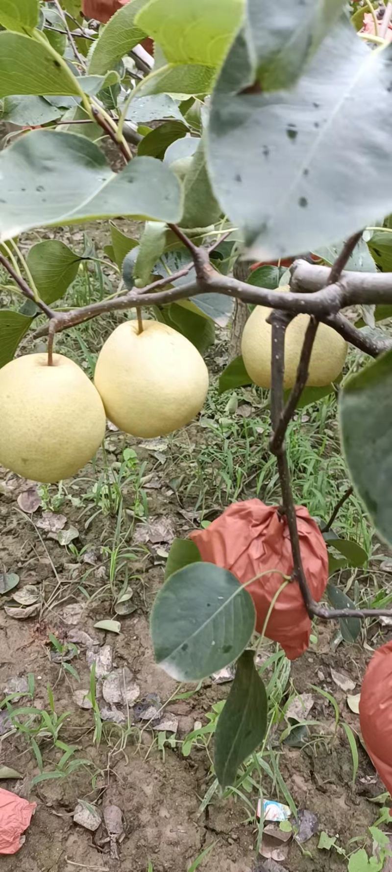 陕西酥梨上市中，保质保量，口感脆甜多汁，代发全国