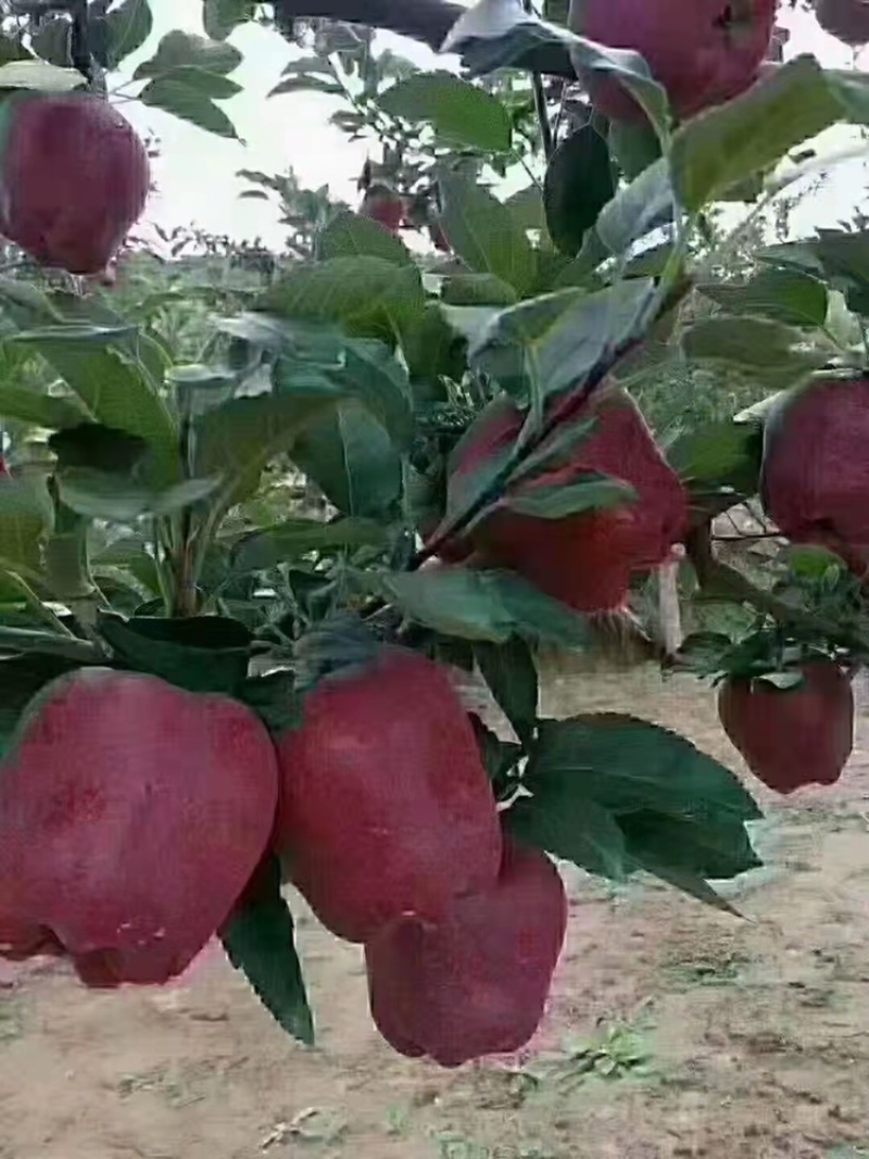 旱地花牛大苹果大量现货上市求购一手货商热销中支持快递