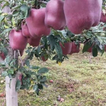 旱地花牛大苹果大量现货上市求购一手货商热销中支持快递