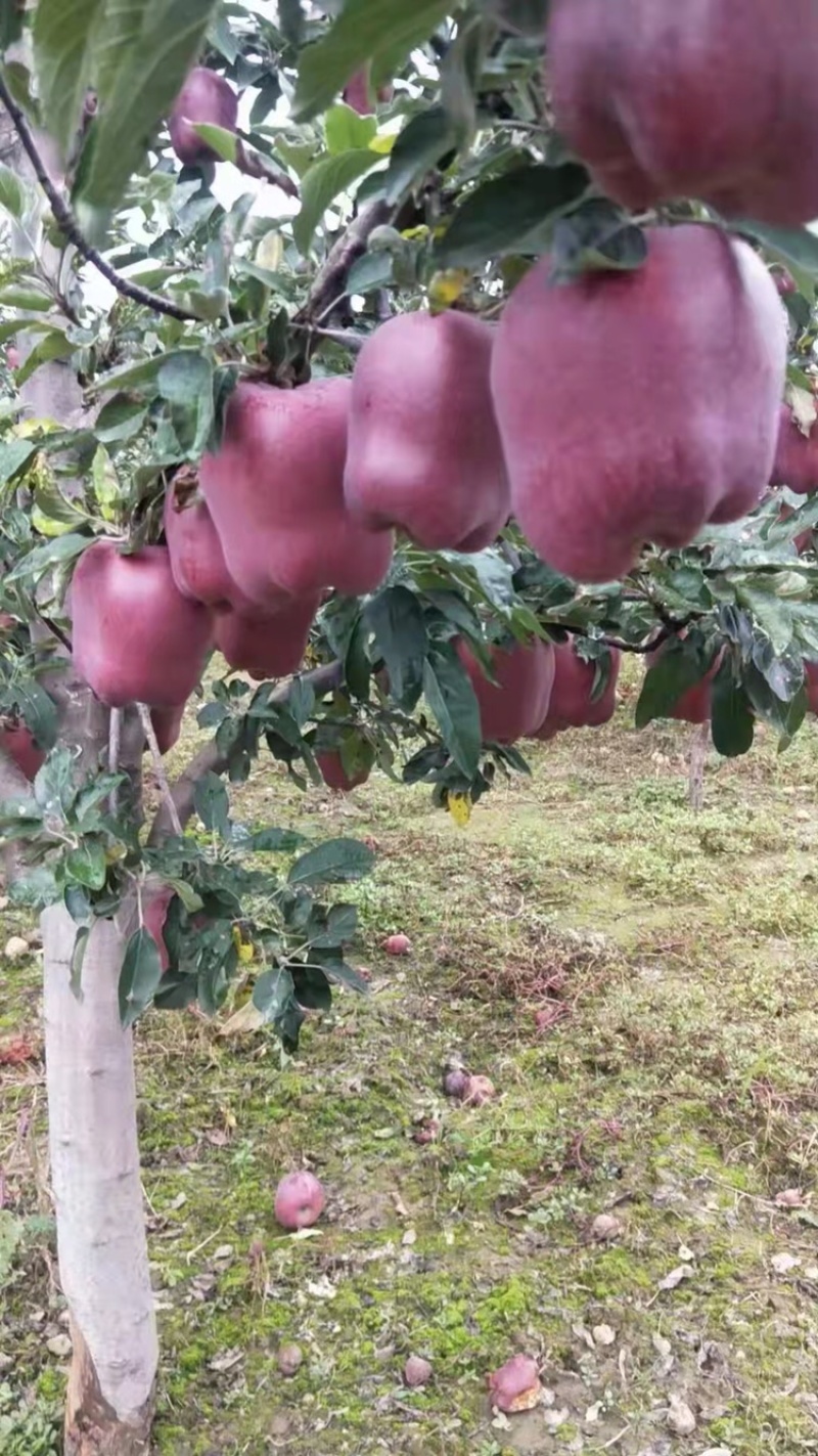 旱地花牛大苹果大量现货上市求购一手货商热销中支持快递