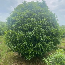 丛生桂花，丛生金桂2一3米冠幅，规格齐全，海量供应