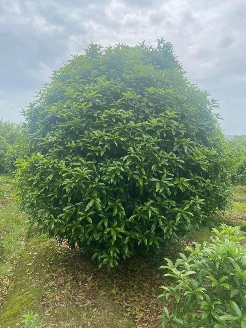 丛生桂花，丛生金桂2一3米冠幅，规格齐全，海量供应