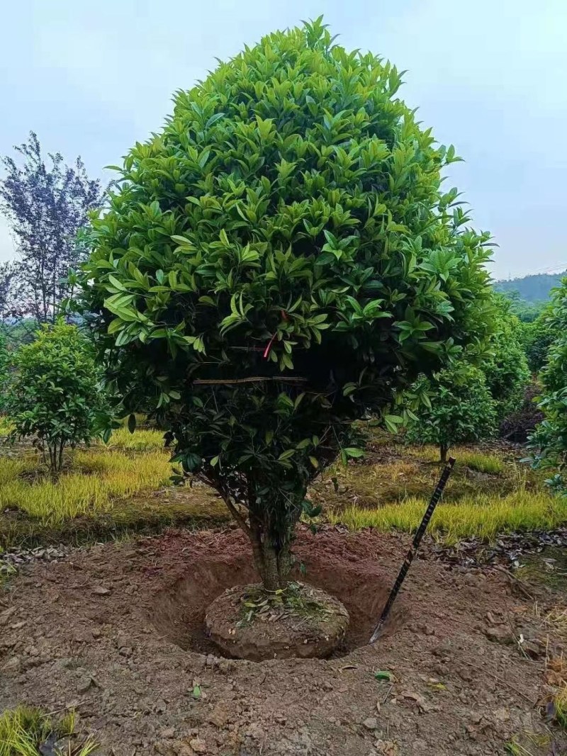 丛生桂花，丛生金桂2一3米冠幅，规格齐全，海量供应