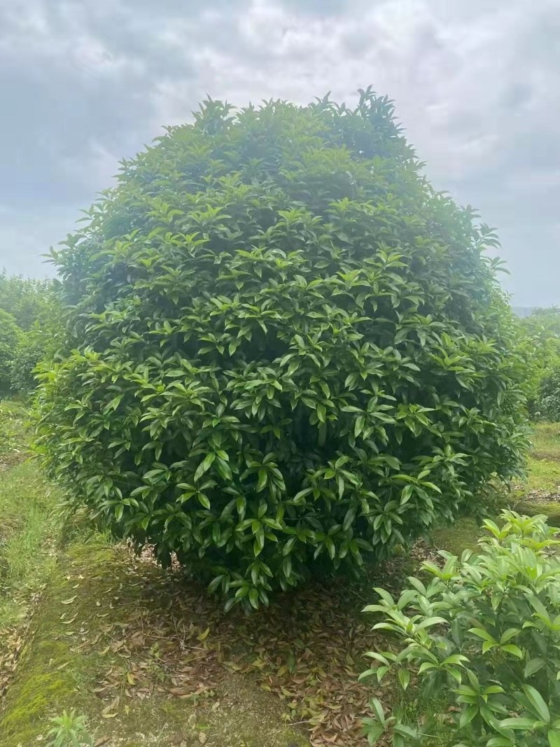 丛生桂花，丛生金桂2一3米冠幅，规格齐全，海量供应