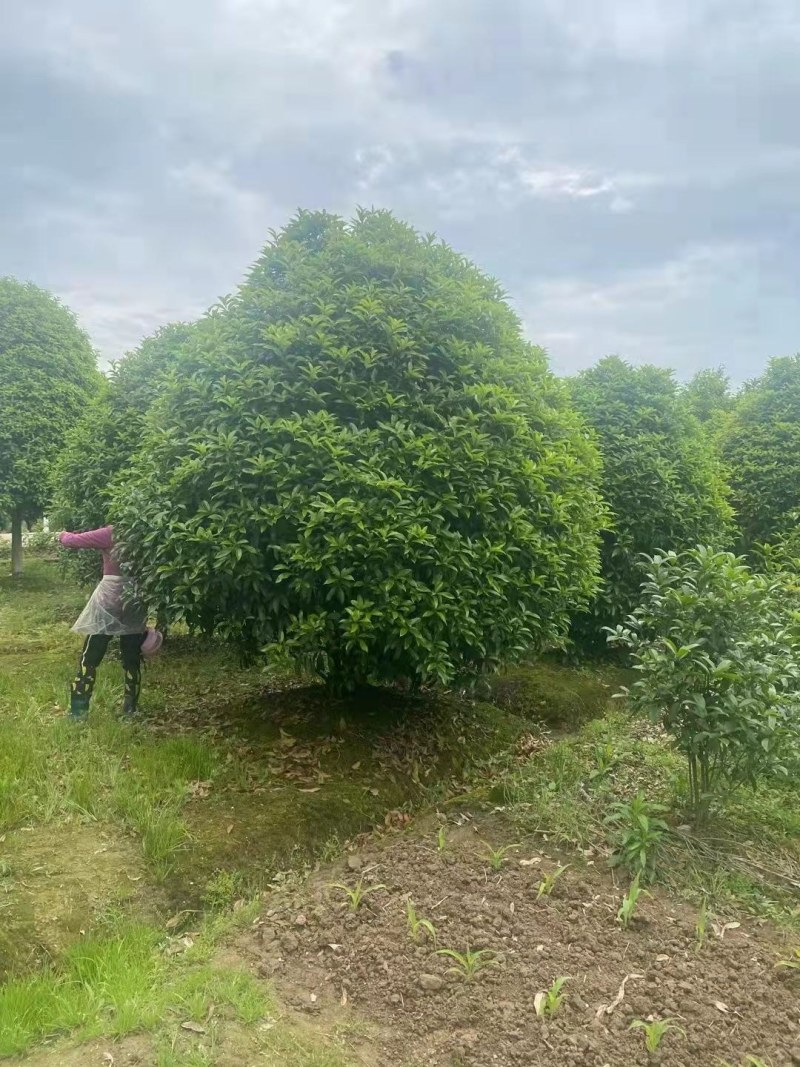 丛生桂花，丛生金桂2一3米冠幅，规格齐全，海量供应