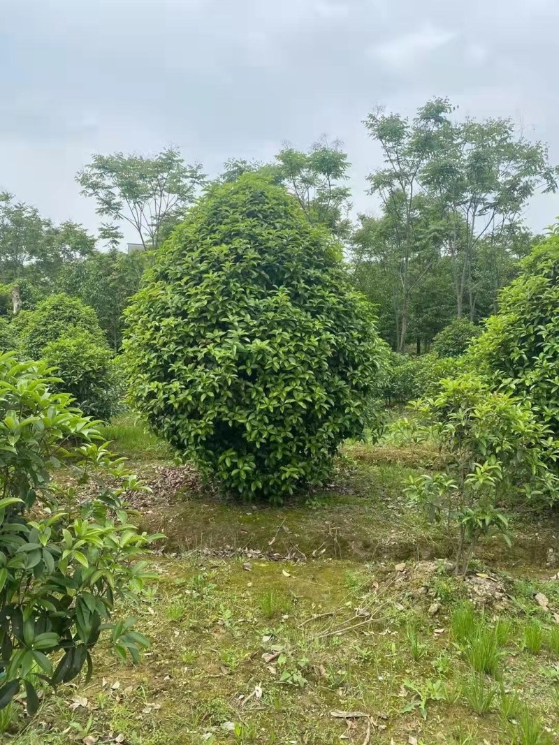 丛生桂花，丛生金桂2一3米冠幅，规格齐全，海量供应