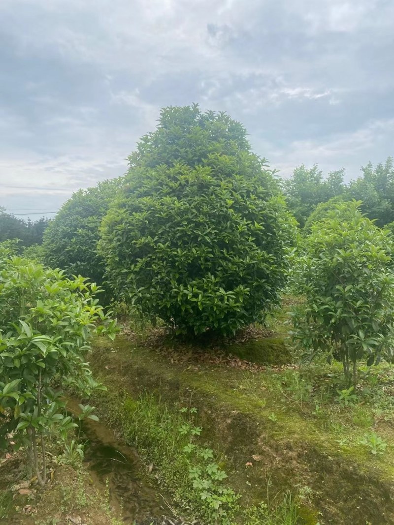 丛生桂花，丛生金桂2一3米冠幅，规格齐全，海量供应