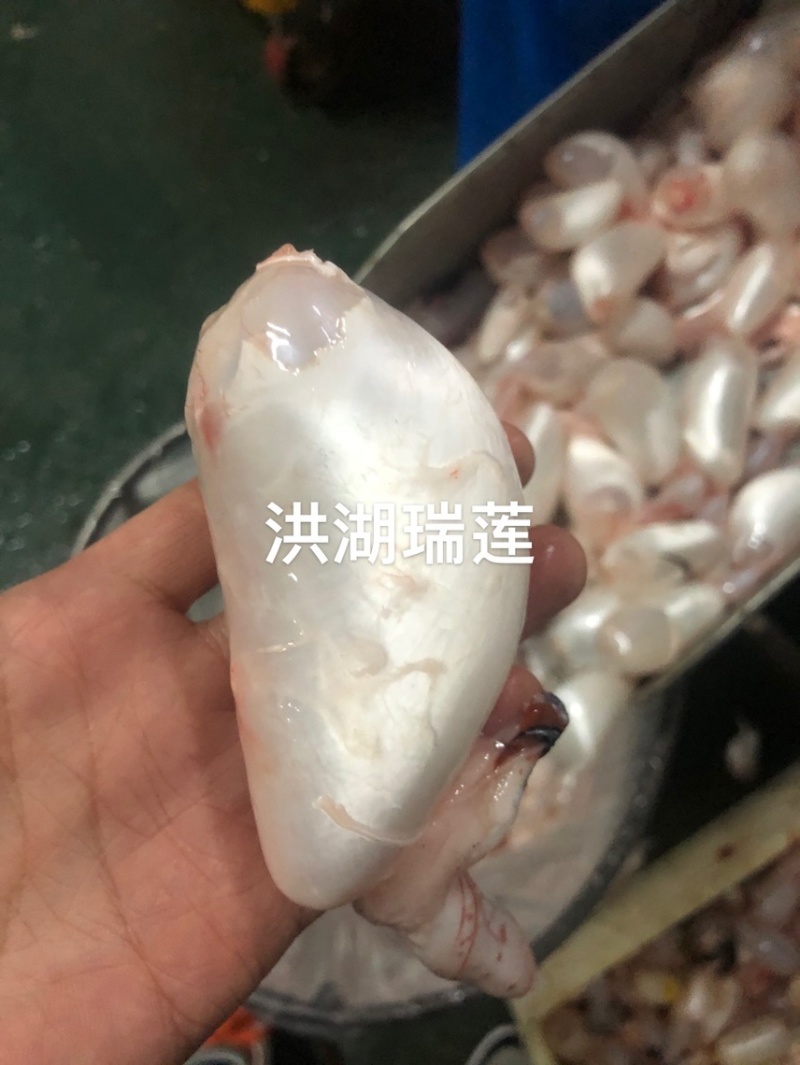 鱼泡鲜白鲢鱼泡（破泡）工厂直销价格优惠