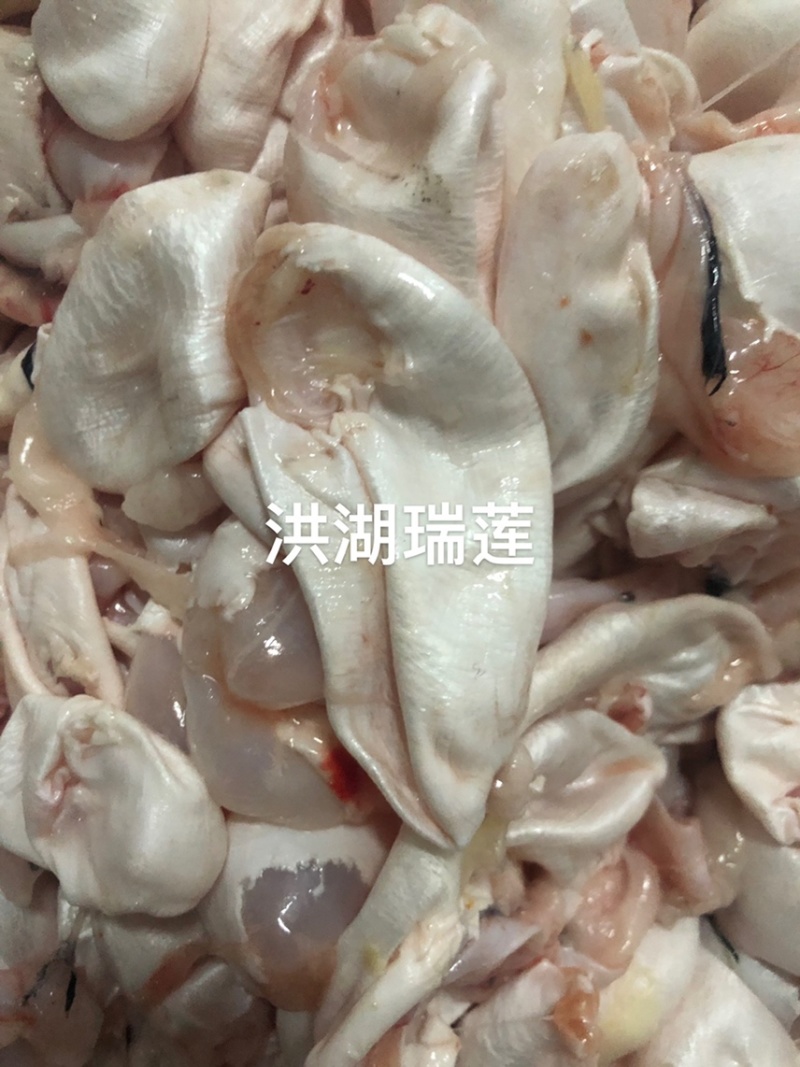 鱼泡鲜白鲢鱼泡（破泡）工厂直销价格优惠