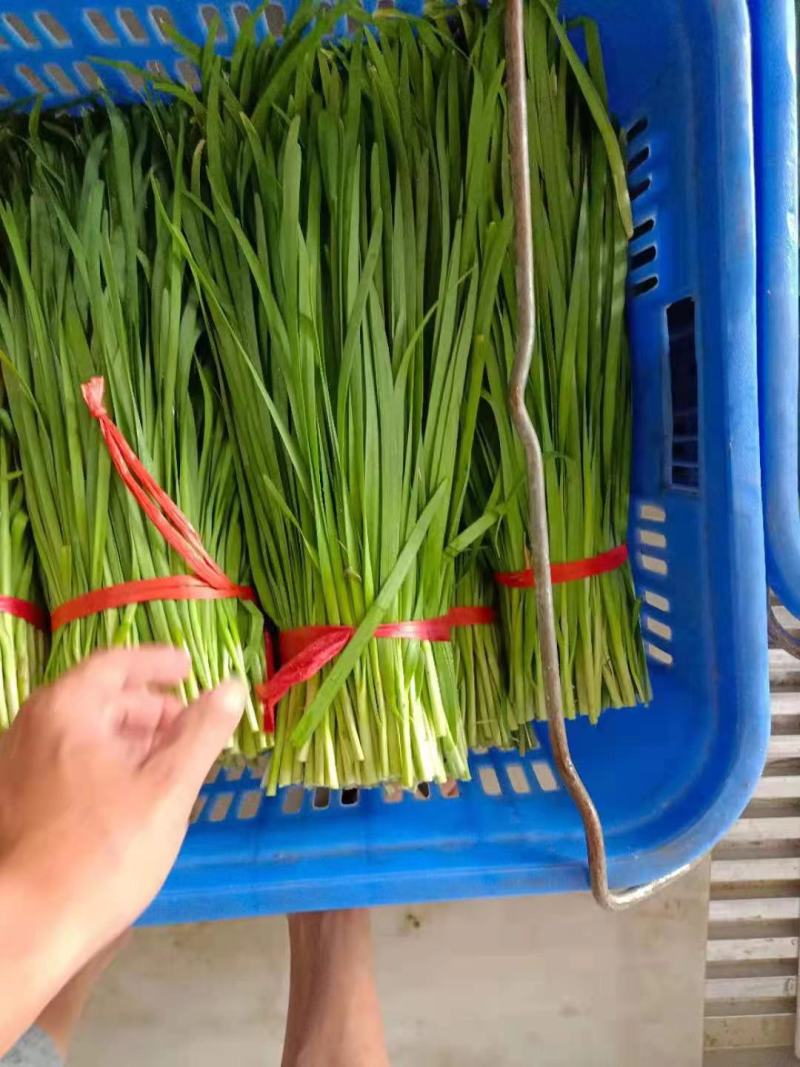 山东聊城韭菜大量上市供应欢迎各地朋友提前订购
