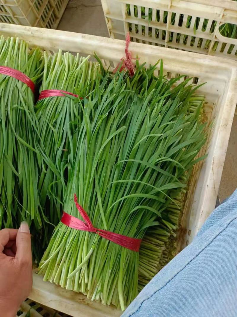 山东聊城韭菜大量上市供应欢迎各地朋友提前订购
