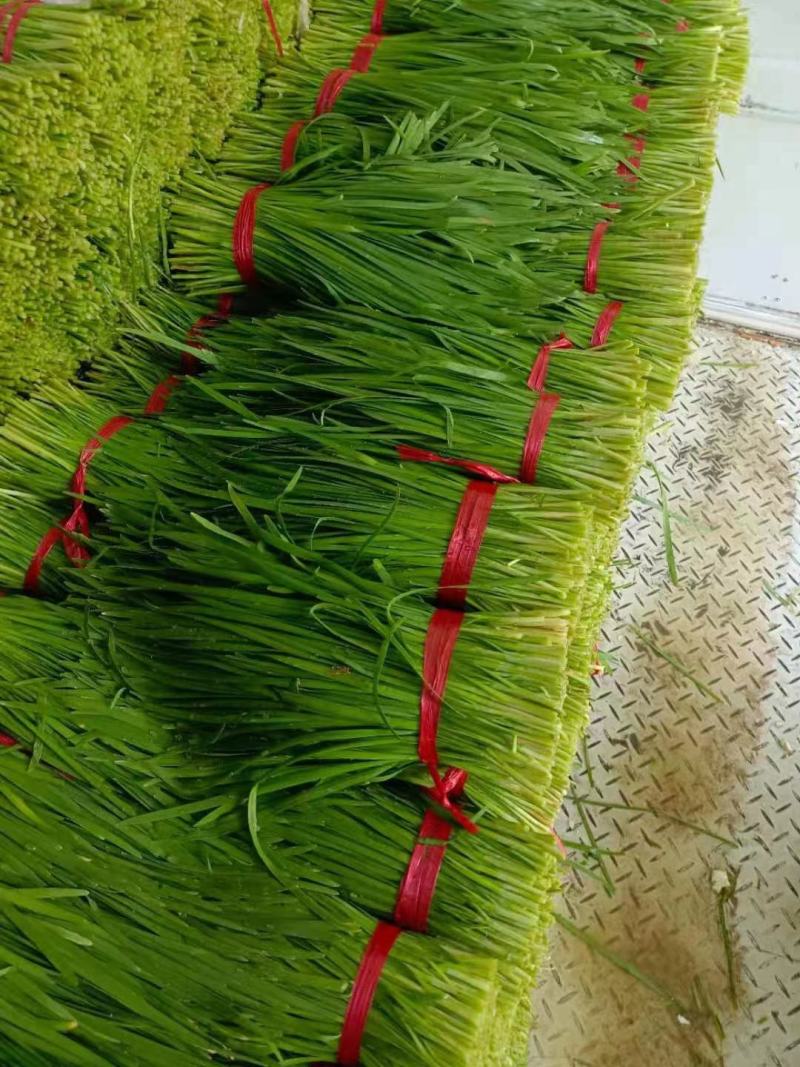 山东聊城韭菜大量上市供应欢迎各地朋友提前订购