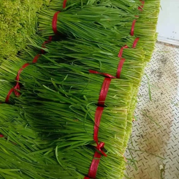 山东聊城韭菜大量上市供应欢迎各地朋友提前订购