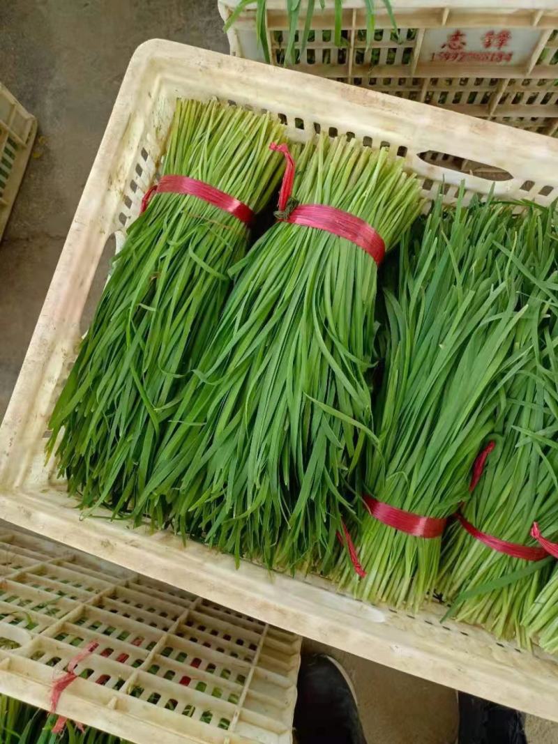 山东聊城韭菜大量上市供应欢迎各地朋友提前订购