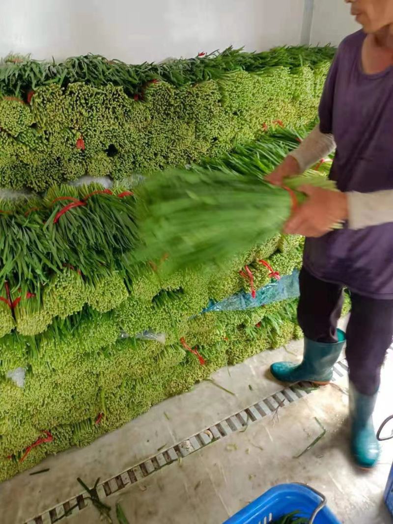 山东聊城韭菜大量上市供应欢迎各地朋友提前订购