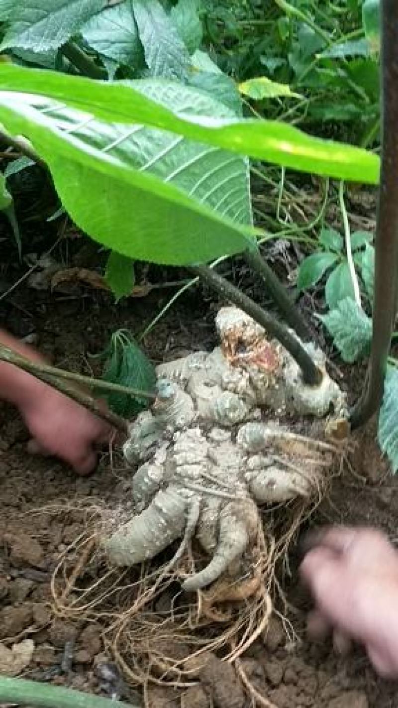 竹节参大量上市自产自销欢迎各位老板前来选购，实地考察