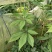 竹节参大量上市自产自销欢迎各位老板前来选购，实地考察