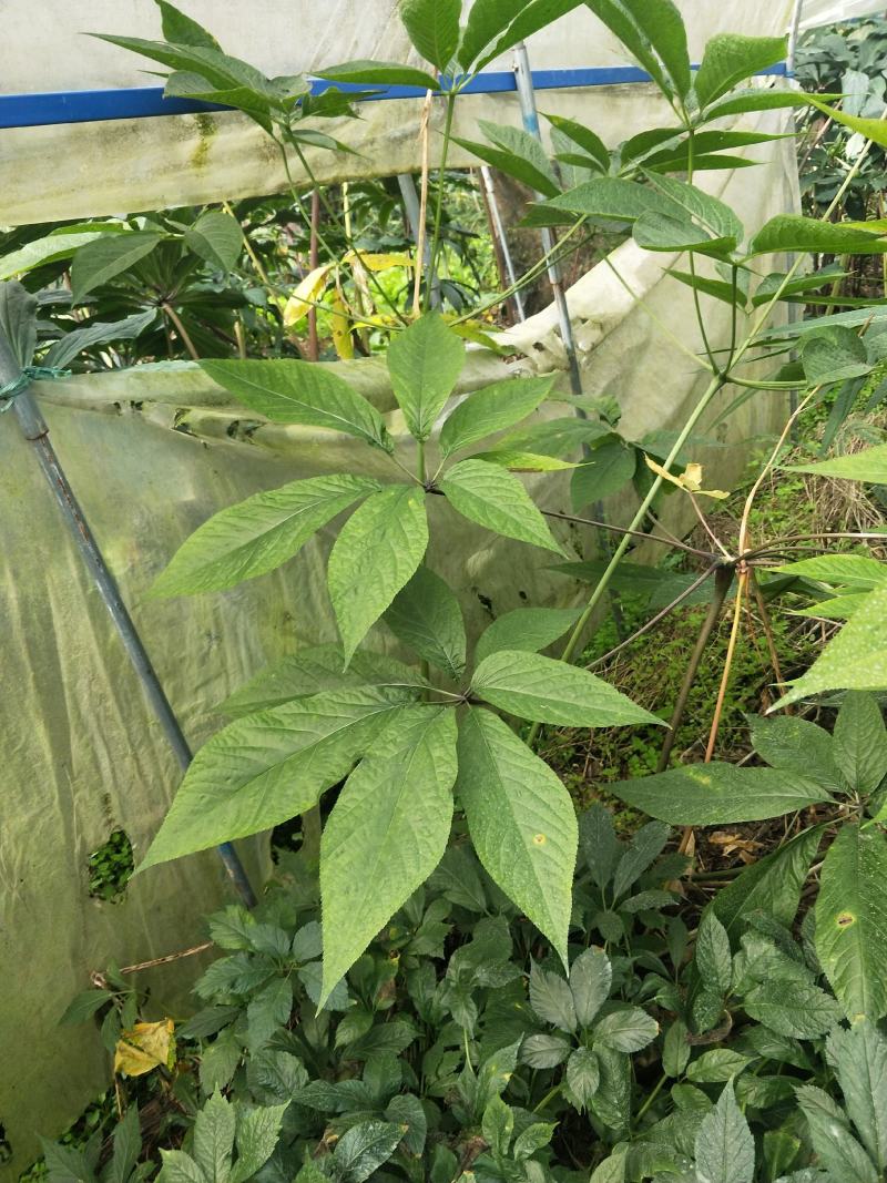 竹节参大量上市自产自销欢迎各位老板前来选购，实地考察