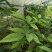 竹节参大量上市自产自销欢迎各位老板前来选购，实地考察