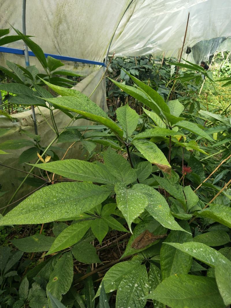 竹节参大量上市自产自销欢迎各位老板前来选购，实地考察