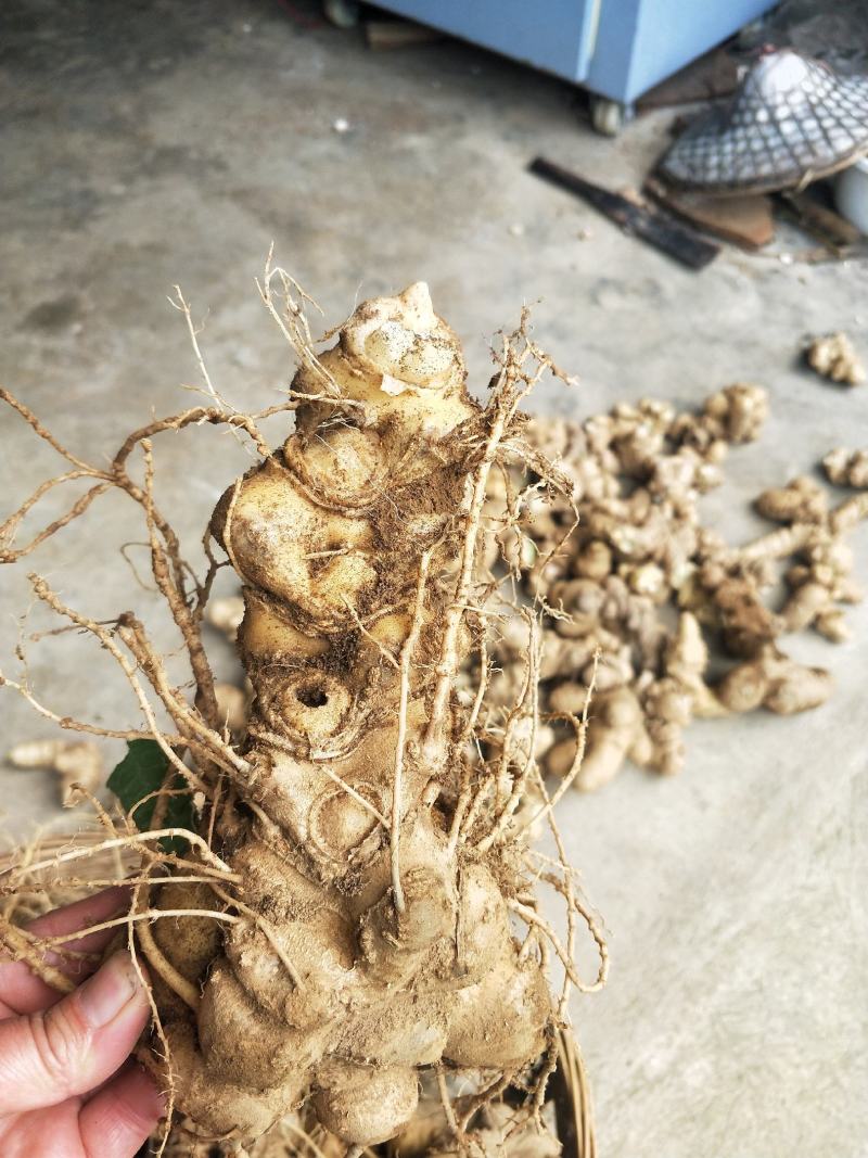 竹节参大量上市自产自销欢迎各位老板前来选购，实地考察