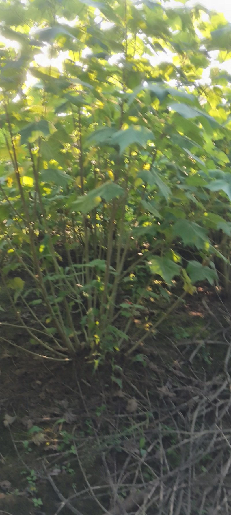 丛生木芙蓉，大量供应2米冠幅精品丛生木芙蓉，欢迎订购