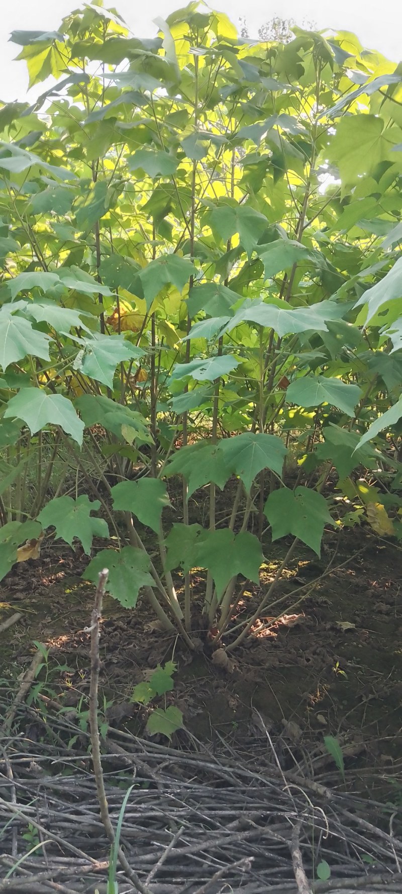 丛生木芙蓉，大量供应2米冠幅精品丛生木芙蓉，欢迎订购