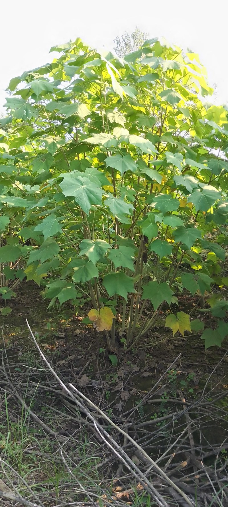 丛生木芙蓉，大量供应2米冠幅精品丛生木芙蓉，欢迎订购
