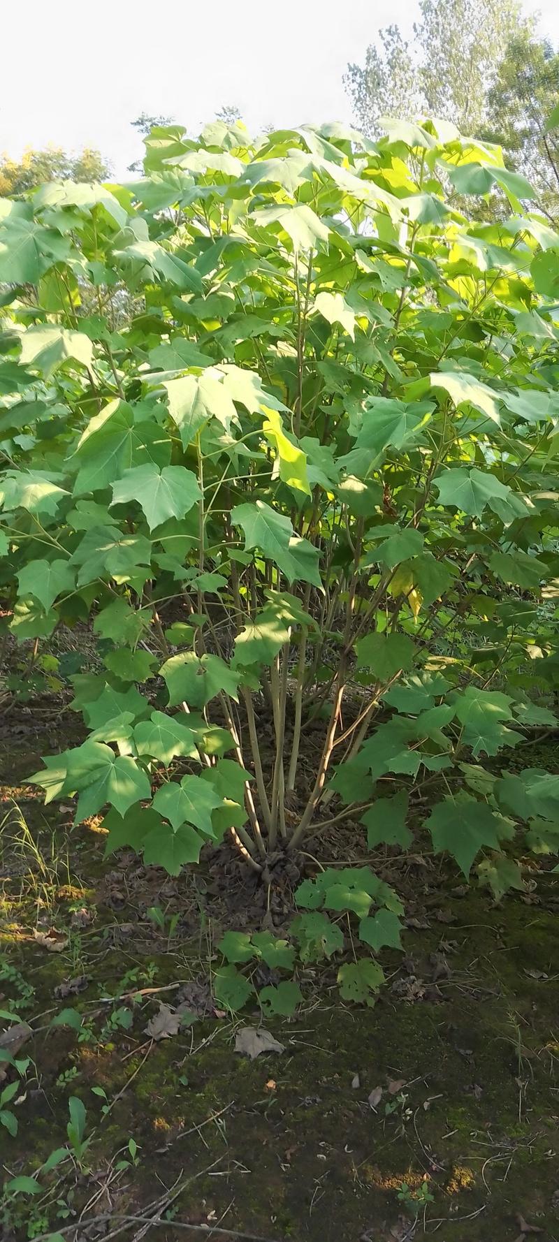 丛生木芙蓉，大量供应2米冠幅精品丛生木芙蓉，欢迎订购