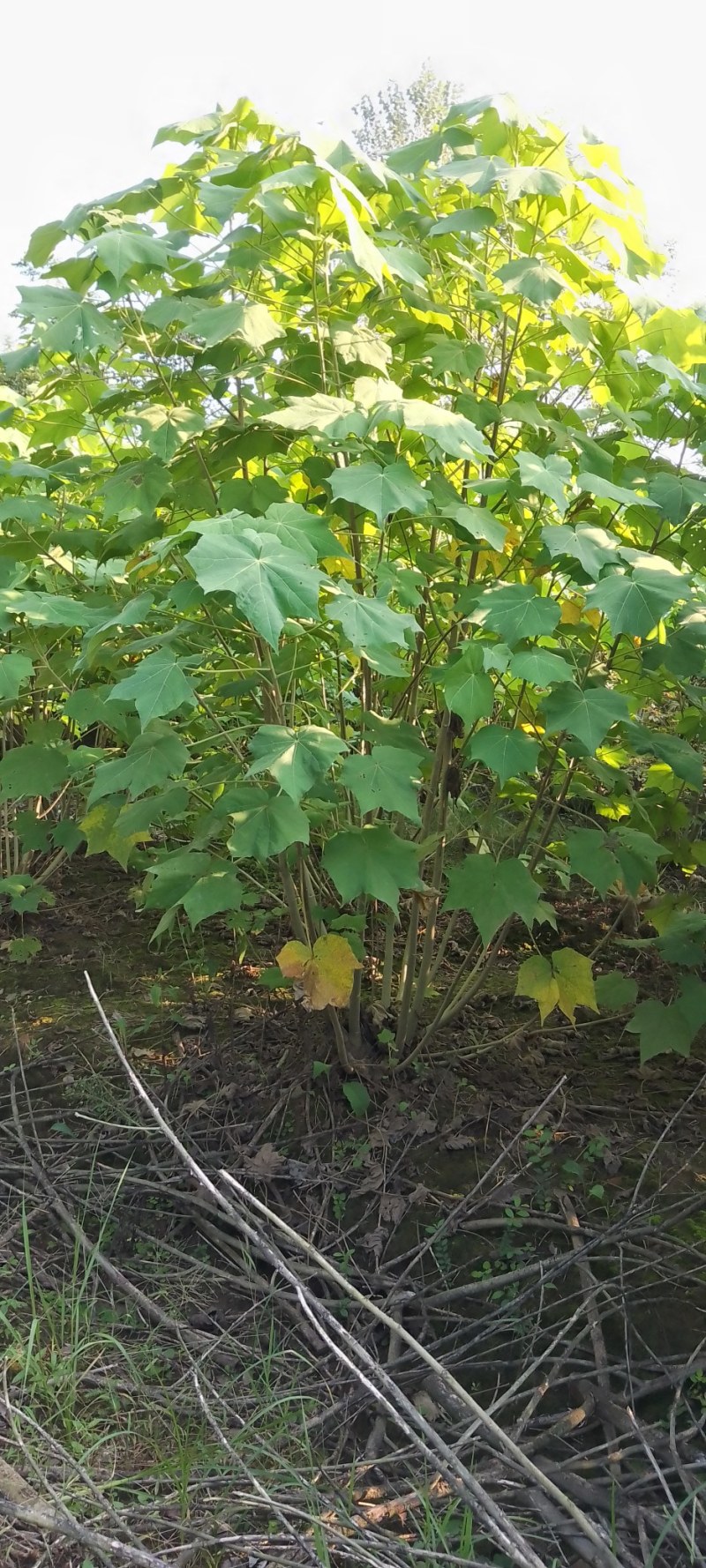 丛生木芙蓉，大量供应2米冠幅精品丛生木芙蓉，欢迎订购