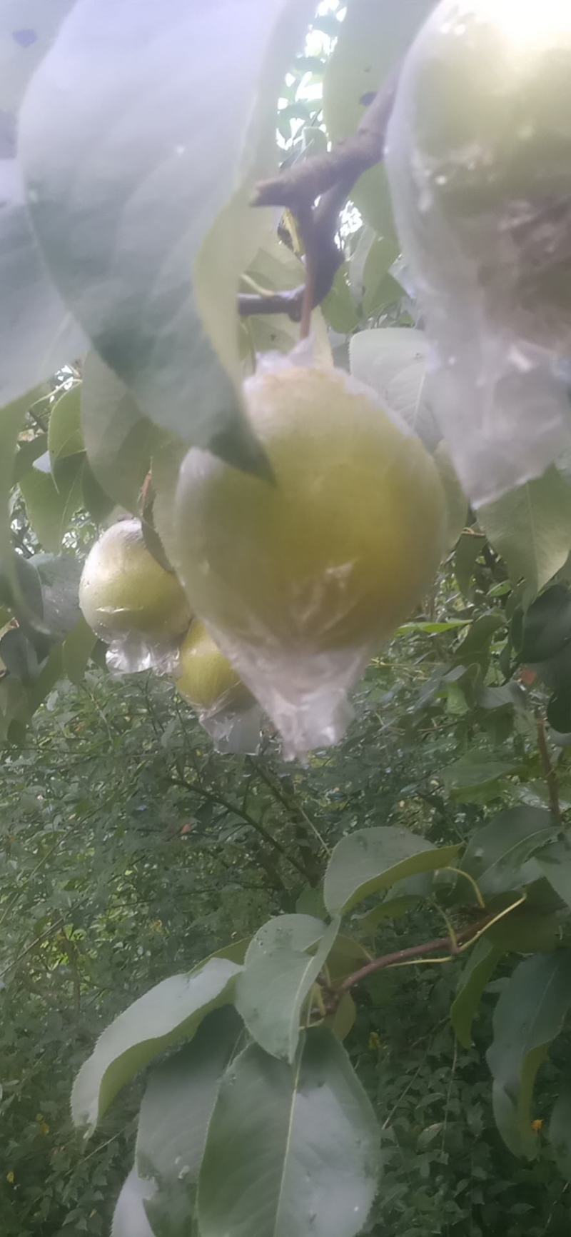 纯山地雪花梨