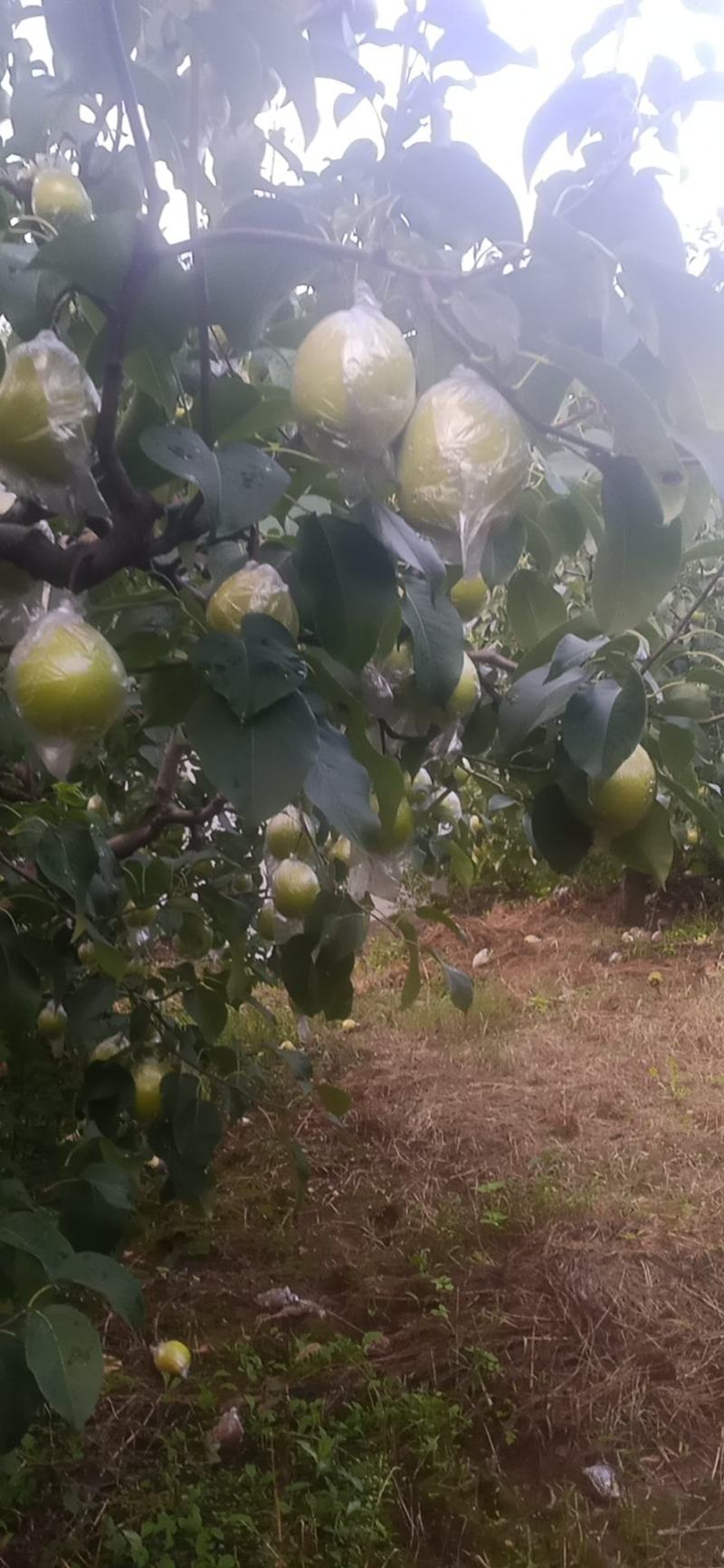 纯山地雪花梨