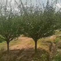 红梅树，精品红梅地径10一15公分，大量供应，欢迎订购
