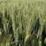 山农22号，小麦种子，矮杆，综合抗性好，产量高。