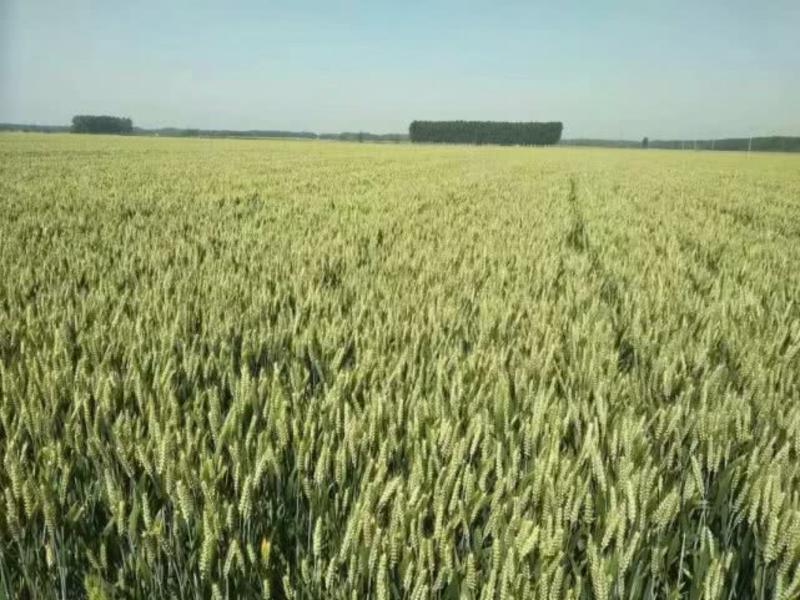 山农22号，小麦种子，矮杆，综合抗性好，产量高。