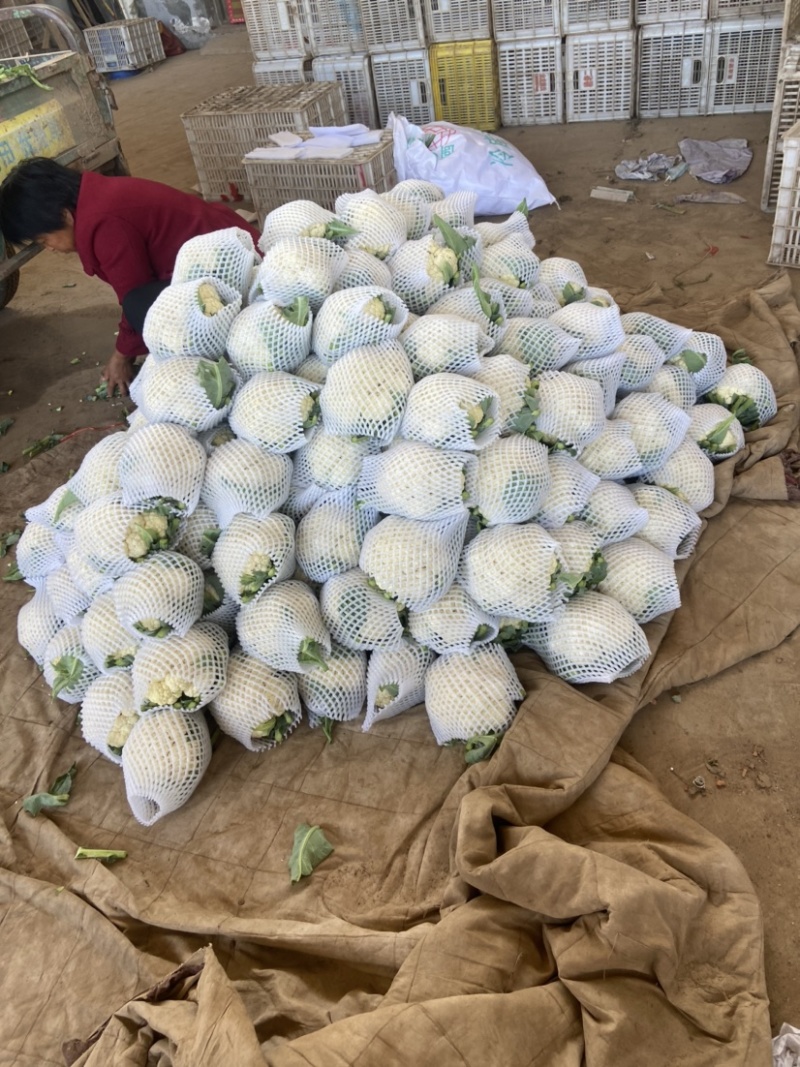 【推荐】精品菜花河北产地货源充足对接全国可视频看货