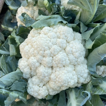 【推荐】精品菜花河北产地货源充足对接全国可视频看货