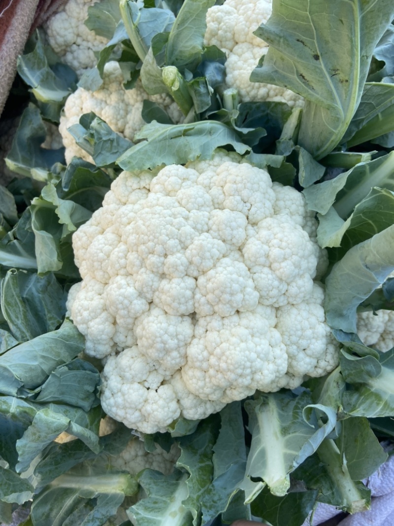 【推荐】精品菜花河北产地货源充足对接全国可视频看货