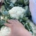 【推荐】精品菜花河北产地货源充足对接全国可视频看货