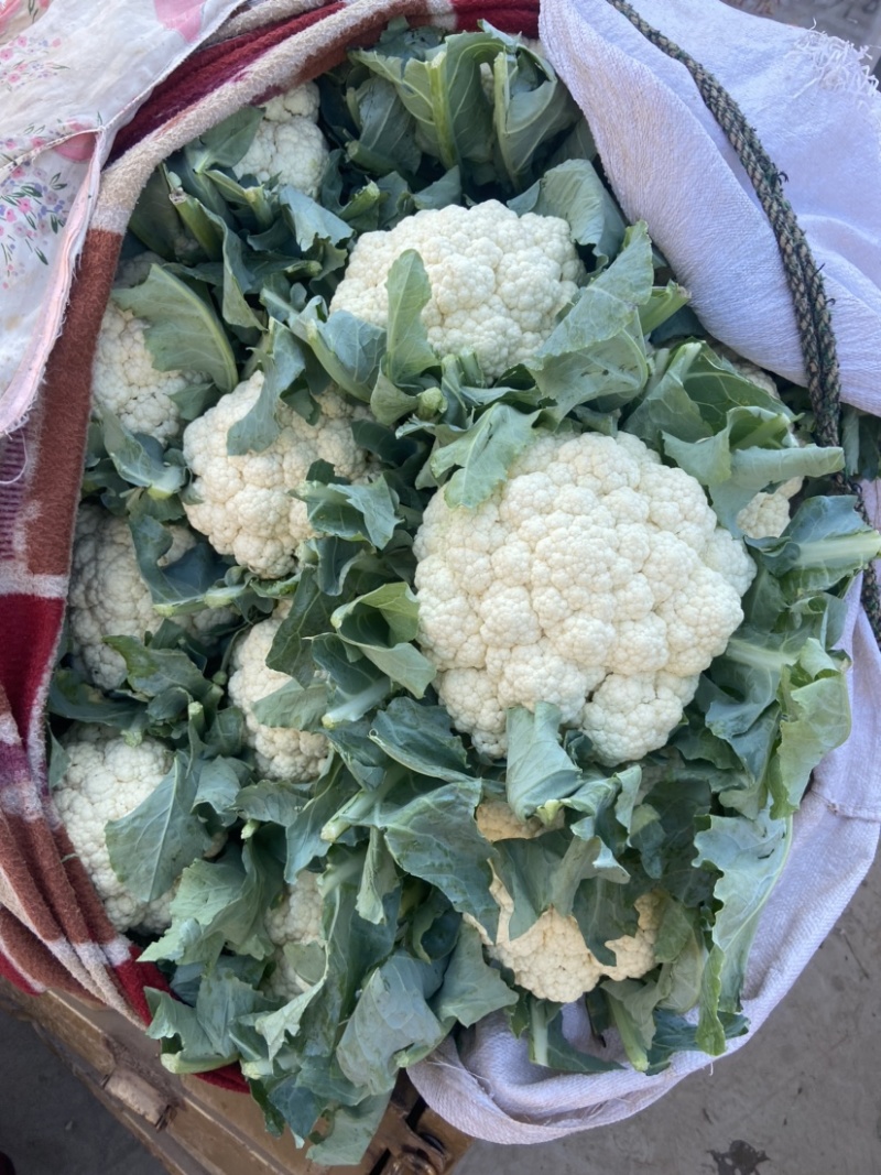 【推荐】精品菜花河北产地货源充足对接全国可视频看货