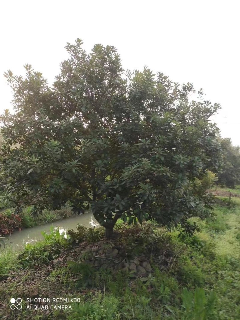 丛生杨梅树，精品杨梅树2一4米冠幅，大量供应