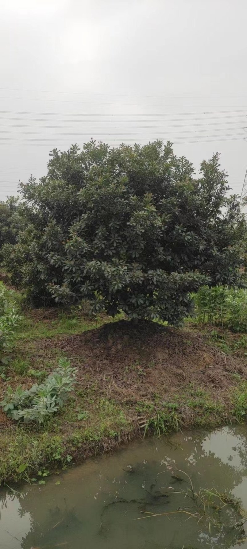 丛生杨梅树，精品杨梅树2一4米冠幅，大量供应
