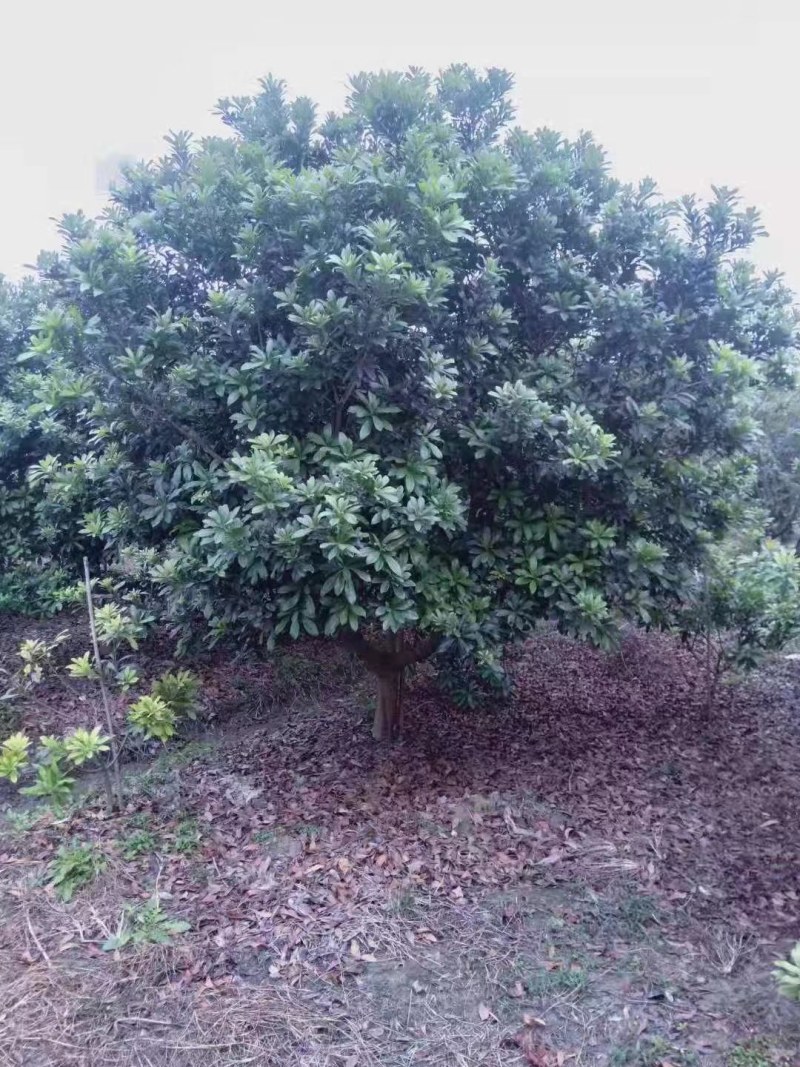丛生杨梅树，精品杨梅树2一4米冠幅，大量供应