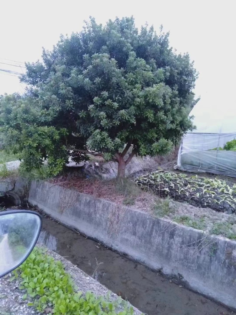 丛生杨梅树，精品杨梅树2一4米冠幅，大量供应