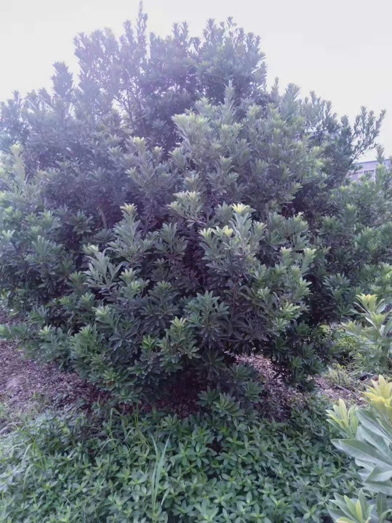 丛生杨梅树，精品杨梅树2一4米冠幅，大量供应