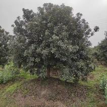 丛生杨梅树，精品杨梅树2一4米冠幅，大量供应