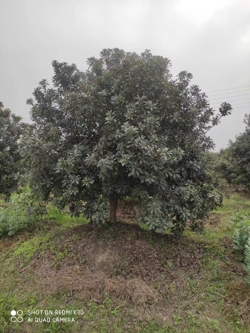 丛生杨梅树，精品杨梅树2一4米冠幅，大量供应