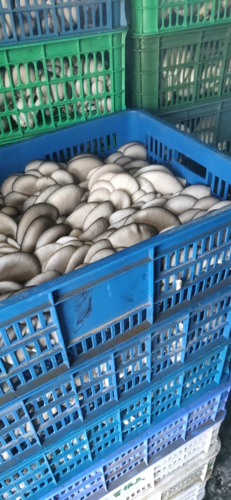 中小叶片质量好，颜色灰黑……………………