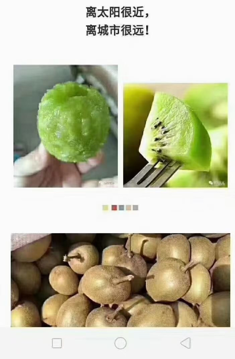 浦江县红心猕猴桃